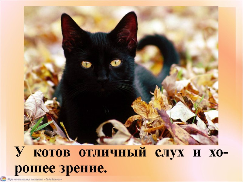 У котов отличный слух и хо-рошее зрение.